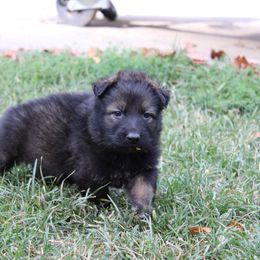 German Shepherd puppies from Spitze German Shepherds