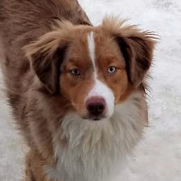 Aussiedoodles, Miniature Australian Shepherds, and Toy Australian Shepherds from Sandy Hill Farm Aussies, LLC