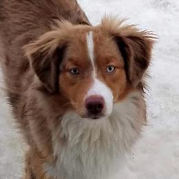 Aussiedoodles, Miniature Australian Shepherds, and Toy Australian Shepherds from Sandy Hill Farm Aussies, LLC