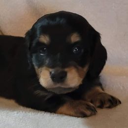Dachshund Puppies from Spinks Puppies