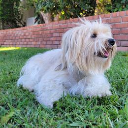 Cotons de Tulear from Coast2Coast Cotons