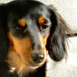 Dachshunds from Lord Frank’s Mini Weeniers