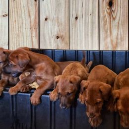 Irish Terriers from Irish Rose Kennels