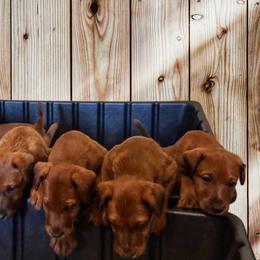 Irish Terriers from Irish Rose Kennels