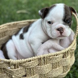 Boy 2 - male Bulldog puppy in Atwater, California from Raised By Santiago