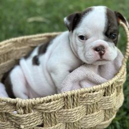 Boy 2 - male Bulldog puppy in Atwater, California from Raised By Santiago