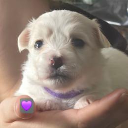 Baby Girl Yellow Pink or Purple - White female Coton de Tulear puppy in Texas from Classy Cotons
