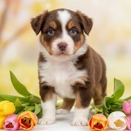 Maverick - Red tri-color male Australian Shepherd puppy in Hugo, Colorado from Frying Pan Ranch Australian Shepherds