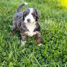 Carolina - Blue merle female Bernedoodle puppy in Pittsburgh, Pennsylvania from WestPenn Doodles LLC