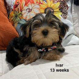 Ivar - Black and tan male Yorkshire Terrier puppy in Forest, Virginia from Majestic Touch Kennels and Pet Services