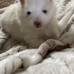 Pomeranian Puppies from MJ’s Pomeranians