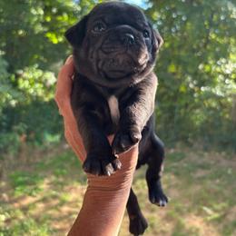 Dark Blue Collar - Black male Pug puppy in Belmont, New Hampshire from Crazy Pugs Haven