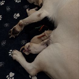 Yellow Male 1 - Yellow male Labrador Retriever puppy in Archer Lodge, North Carolina from Archer Lodge Labradors