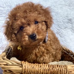 Poodle Puppies from Premier Poodle