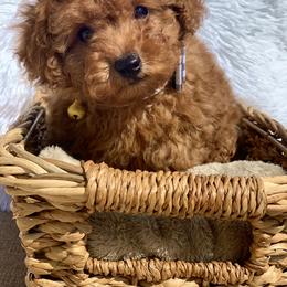 Poodle Puppies from Premier Poodle