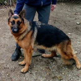 German Shepherd All Grown Up from Morning Mist Farm