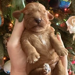 Dean Boy 5 - Cavalier King Charles Spaniel puppy from Melissa's East End Cavaliers