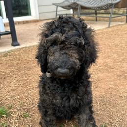Maple (AKC poodle puppy) see description - Sable female Bernedoodle puppy in Lewisville, Texas from Zink Doodles