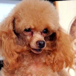 Cooper - Poodle