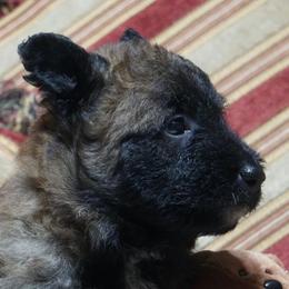Mr. Ruby - Fawn sable male Belgian Laekenois puppy in Ball Ground, Georgia from Coswald's Kennels
