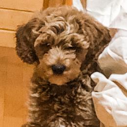 Turkey/“Teddy” - Goldendoodle