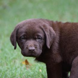Chocolate Male - Chocolate male Labrador Retriever puppy in Edgefield, South Carolina from Backwoods Pond Labradors LLC