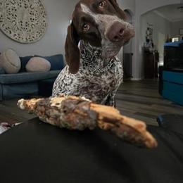German Shorthaired Pointer All Grown Up from Third Coast Pointers