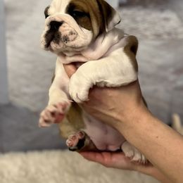 Bulldog Puppies from Sweet Rolls