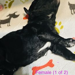 Aussiedoodle Puppies from Southern Paws AussieDoodles