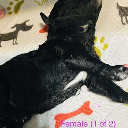 Aussiedoodle Puppies from Southern Paws AussieDoodles