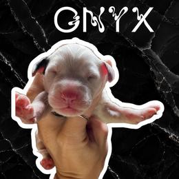 Onyx - White and black male Dalmatian puppy in Bremen, Georgia from Clark’s Dalmatians