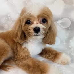 Aussiedoodles, Cavalier King Charles Spaniels, Cavapoos, and Maltipoos from Mc Doodles of Texas LLC