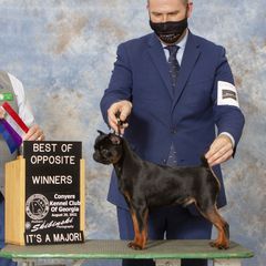 Martini - Brussels Griffon