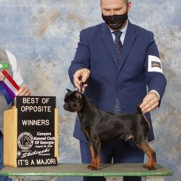 Martini - Brussels Griffon