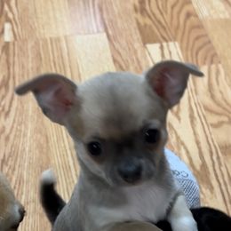 Princess - Fawn and white female Chihuahua puppy in Miami, Florida from GioVel Chihuahua and Italian greyhounds