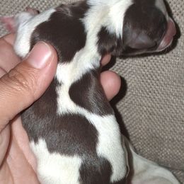 LavaGirl - Liver female Miniature Schnauzer puppy in Bloomington, California from Michael's Minis