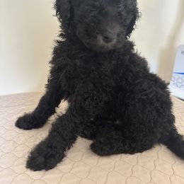 Poodle Puppies from Paddock's Purebred Poodles