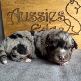 Derby Kiss - Blue merle female Australian Shepherd puppy in Tuftonboro, New Hampshire from Aussies Edge Farm
