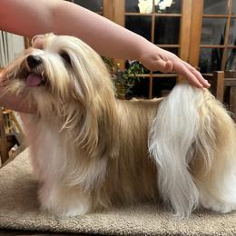 Raffi - Havanese