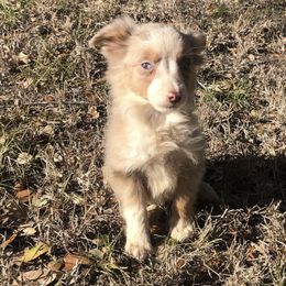 Miniature Australian Shepherd and Toy Australian Shepherd Puppies from Wellington Ranch Aussies
