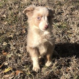 Miniature Australian Shepherd and Toy Australian Shepherd Puppies from Wellington Ranch Aussies