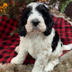 Charlie - Black white and tan male Springerdoodle puppy in Reddick, Florida from Cooper’s Mini Doodles
