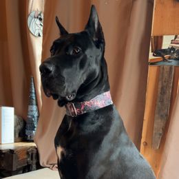 Vivienne - Great Dane