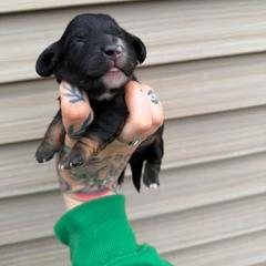 American Corgi and Dachshund Puppies from Werpstead Shorties