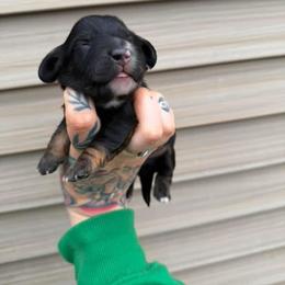 American Corgi and Dachshund Puppies from Werpstead Shorties