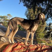Circe - Saluki