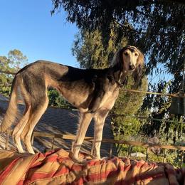Circe - Saluki