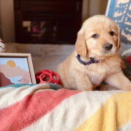 Golden Retriever Puppies from TaylerMade Goldens