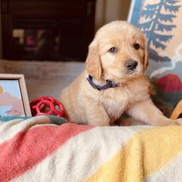 Golden Retriever Puppies from TaylerMade Goldens