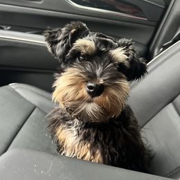 Bailey - Miniature Schnauzer